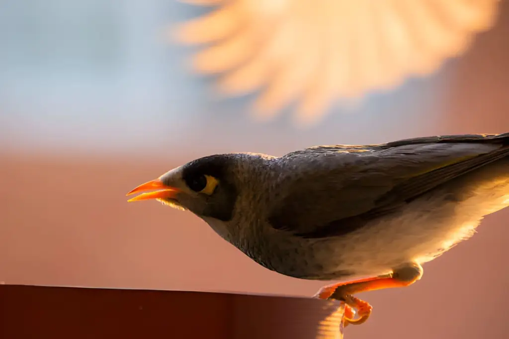 Cooing At My Kitchen Window